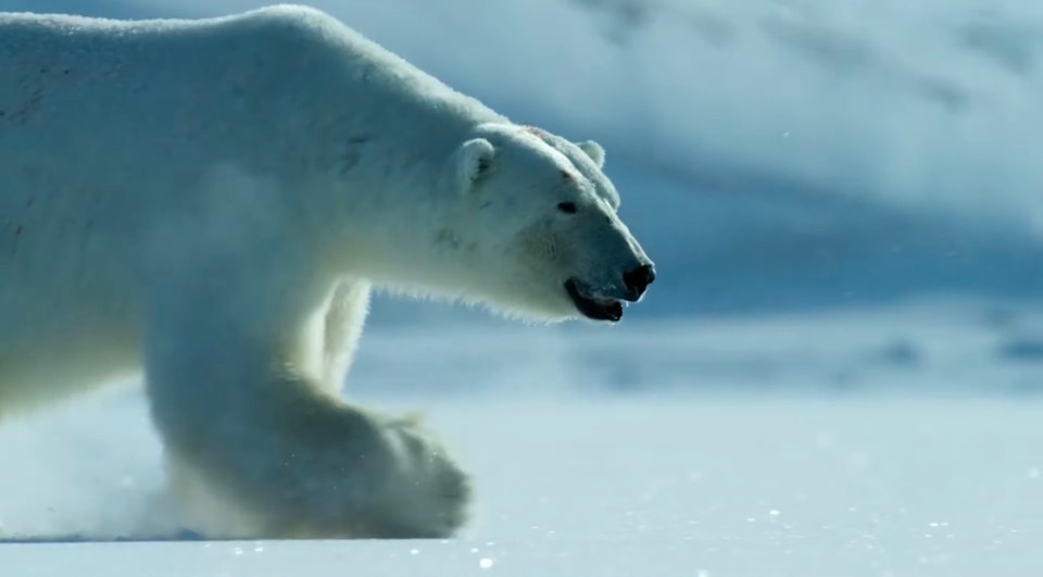 The natural historian predicts polar bears could become extinct