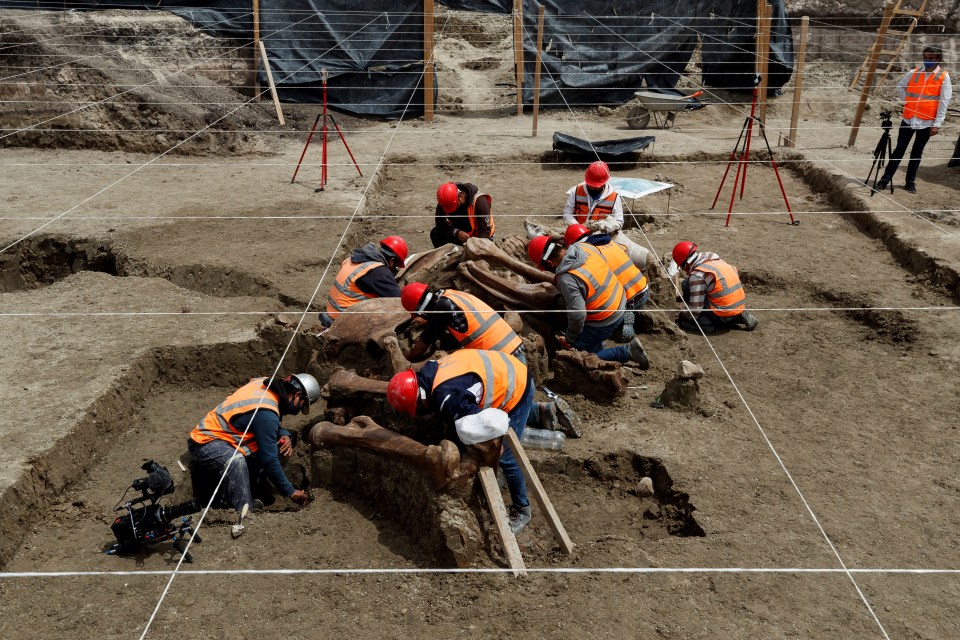 Researchers hope the find will shed light on what caused the extinction of the woolly mammoth