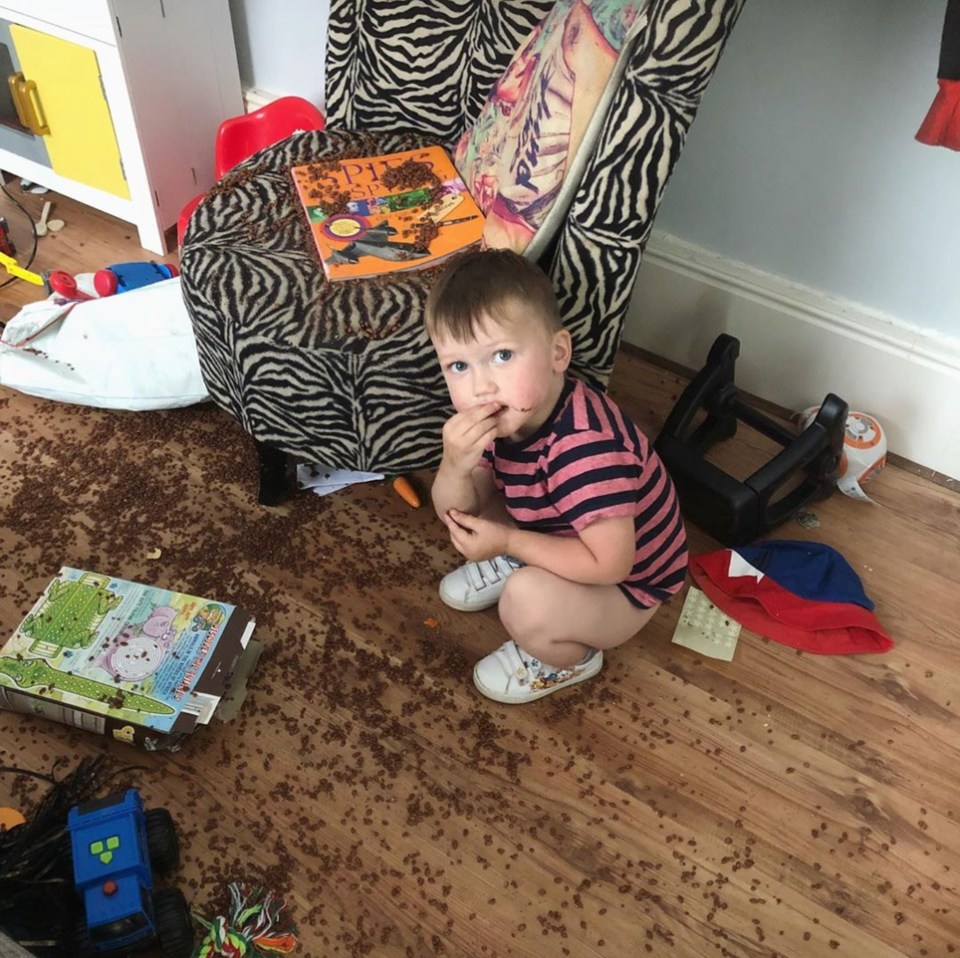 Naughty Romeo looks guilty after covering the floor in coco pops