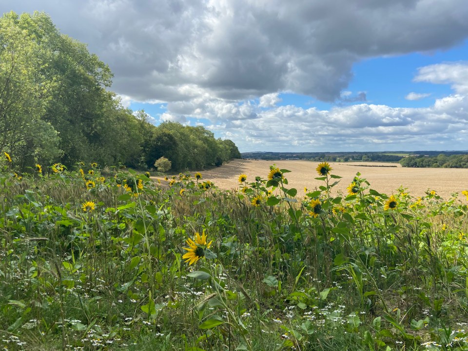 We got lost after visiting Combe Gibbet and ended up in this field near Ham