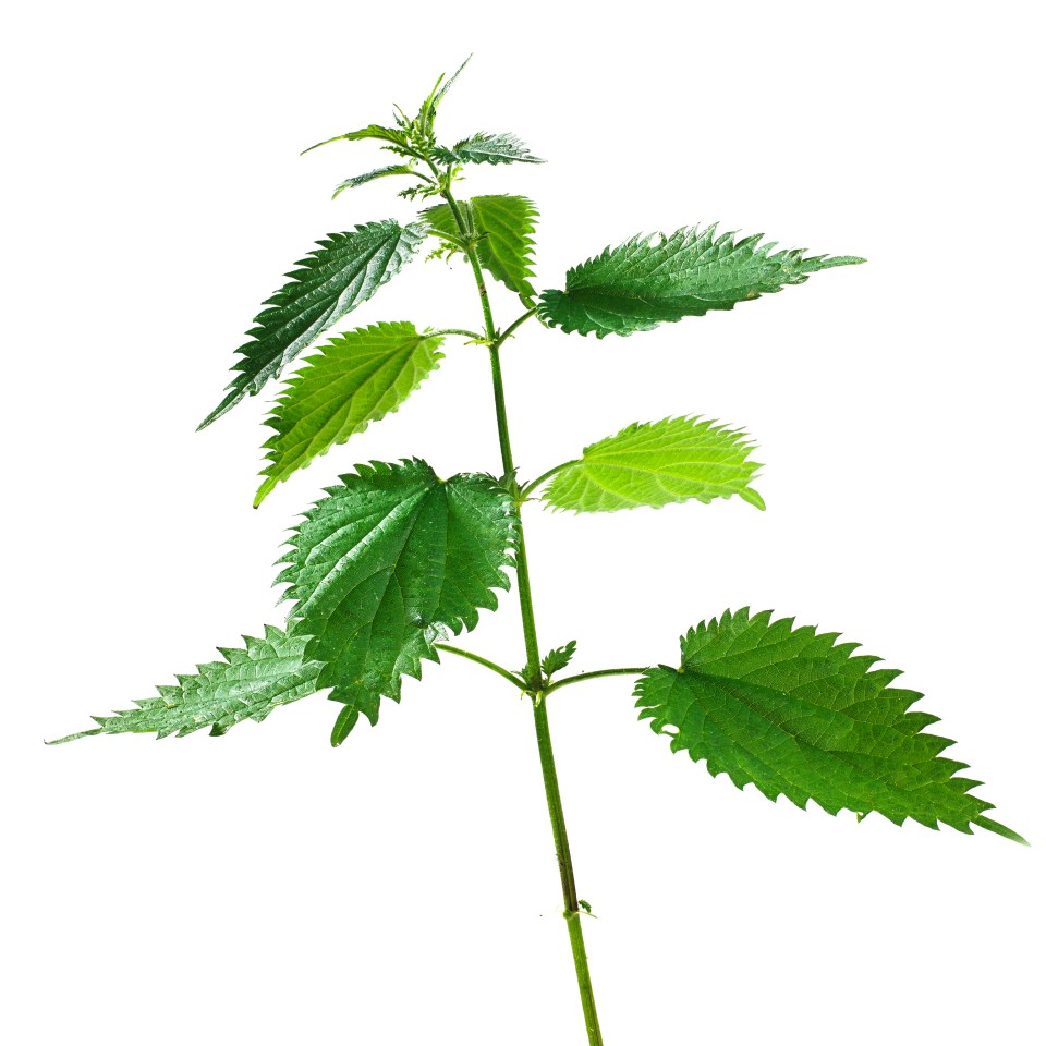 Facialist Deborah Mitchell says: 'The nettle sting makes the skin tingle before your own serotonin gets to work to heal blemishes and redness'