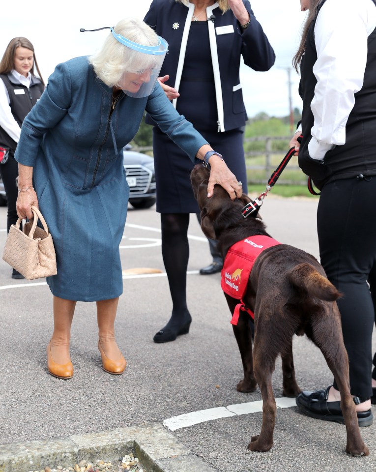 Camilla patted one of the dogs that is part of the trial in Milton Keynes