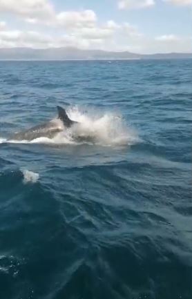 Orcas have been ramming sailing boats along the Spanish and Portuguese coasts Credit: Real Press