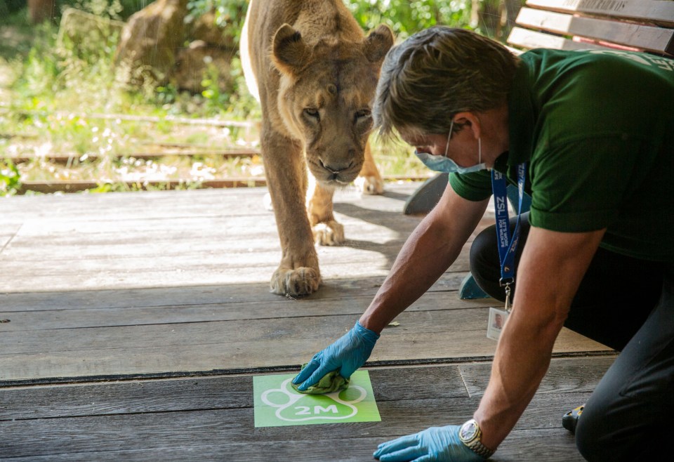 And it looks at how the zoos plan to stay afloat, as social-distancing measures have severely reduced visitor numbers