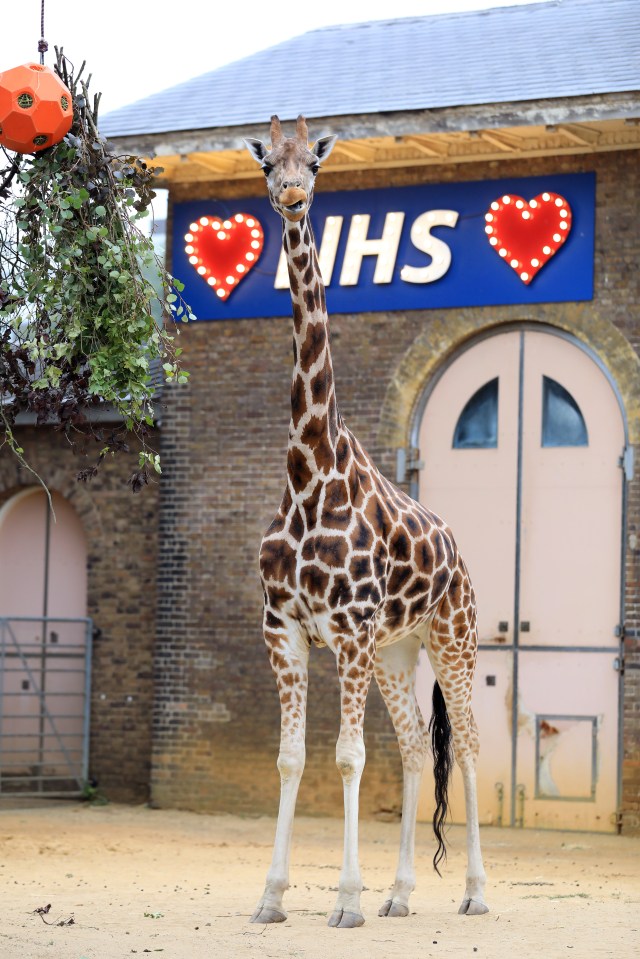 Staff at London Zoo set up a sign of appreciation for NHS workers outside its Giraffe House