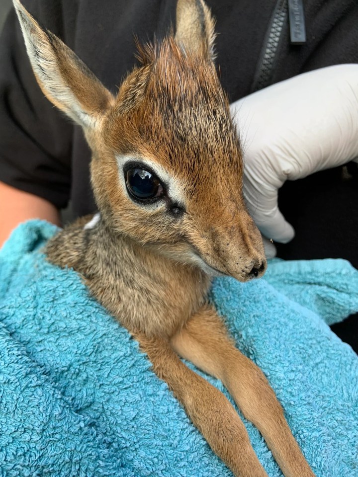 At Twycross Zoo, Leics, a male Kirk’s dik-dik antelope was born