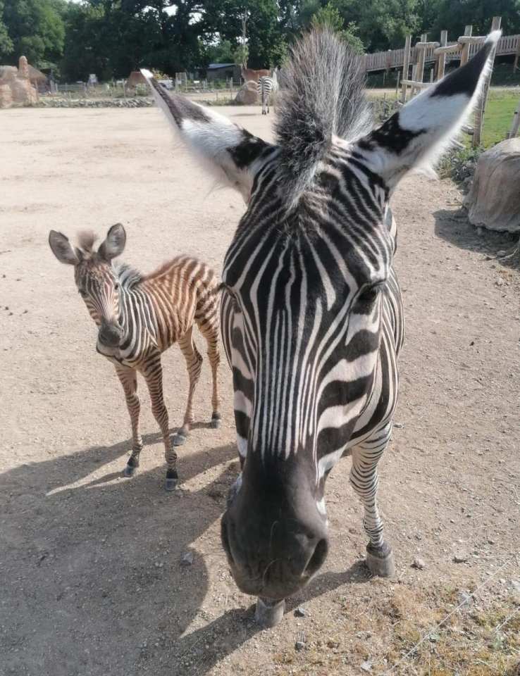 At Bristol's Wild Place Project, a newborn Zebra was named after Dame Vera Lynn