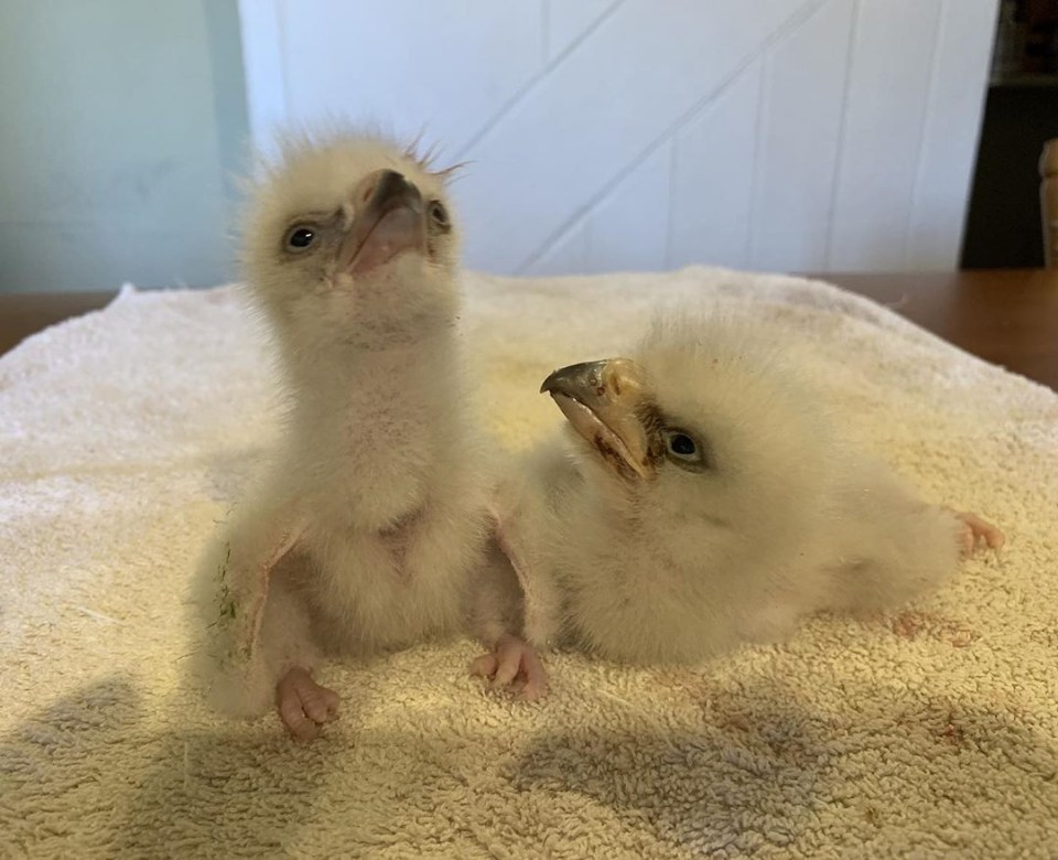 A pair of fluffy sea eagle chicks were named Boris and Rishi at the National Centre For Birds Of Prey, near York