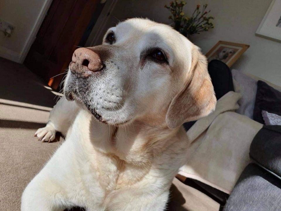 Vets discovered ten-year-old Ted had a golf ball-sized tumour on his snout in June