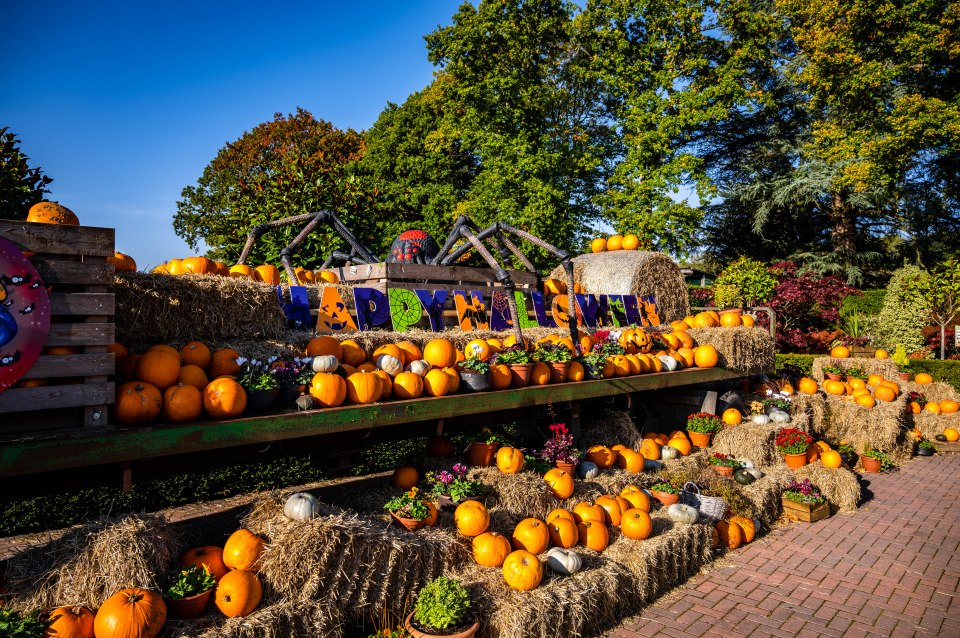 Thousands of pumpkins will line the paths