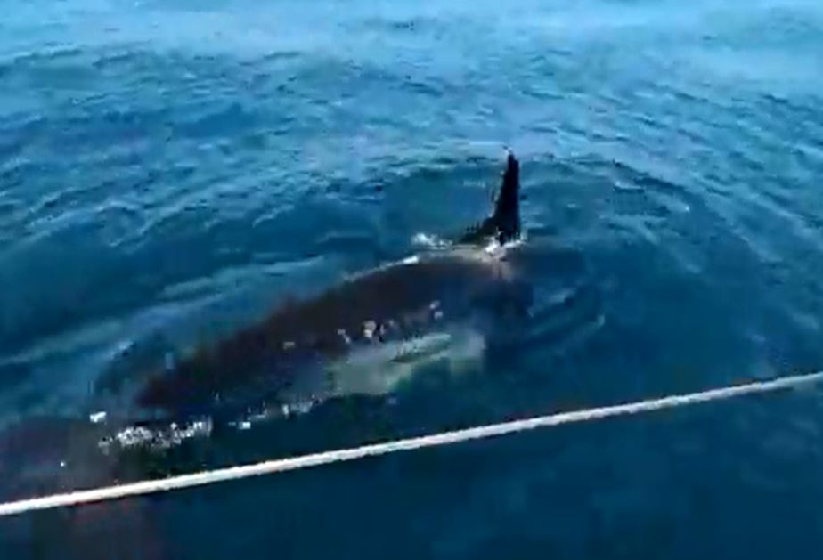 Footage from one of the ‘attacks’ shows a huge creature swimming dangerously close to a boat