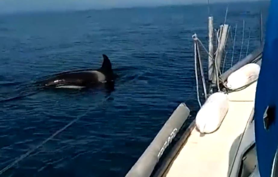 Video filmed last week shows an orca menacingly circling a vessel