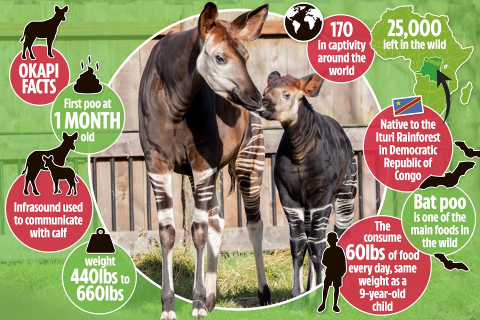 Oni, an okapi at London Zoo, is pregnant with her second baby - having given birth to baby Meghan in 2017