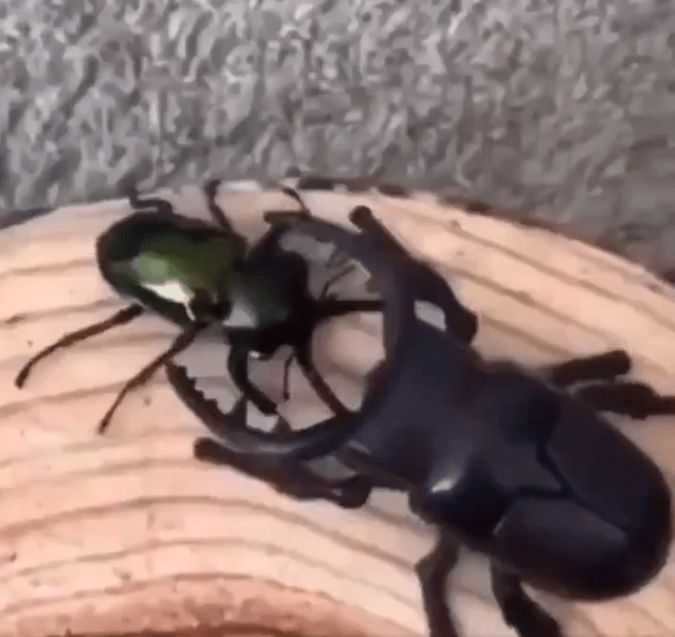 The creature and machine square up before wrestling for a tense few seconds