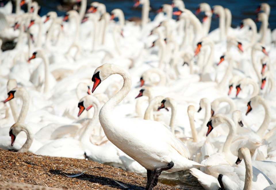 Stroll down the two short trails at Abbotsbury Swannery, a sanctuary where hundreds of swans fly and nest freely