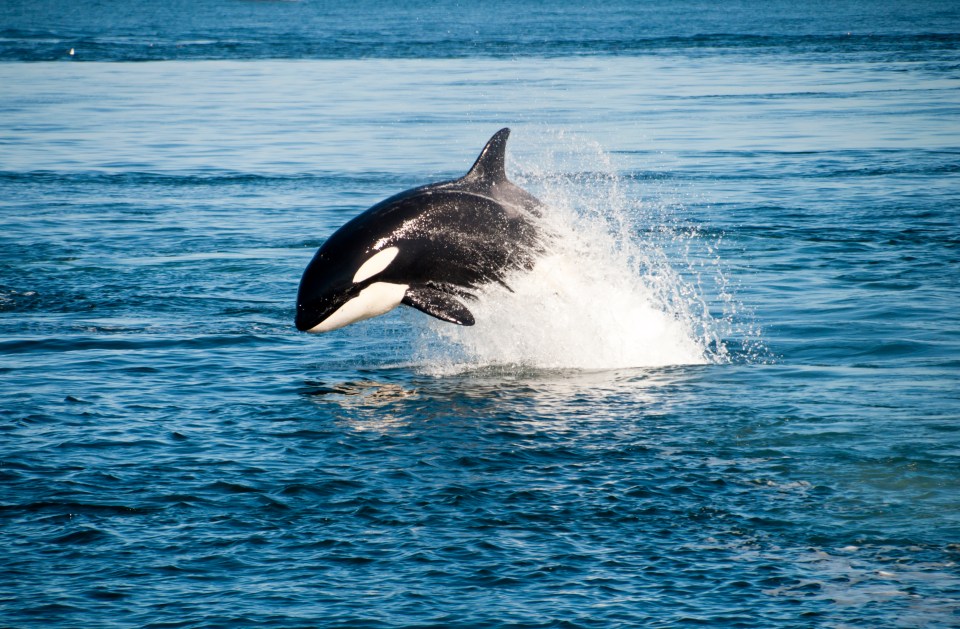 Orcas are the largest member of the dolphin family