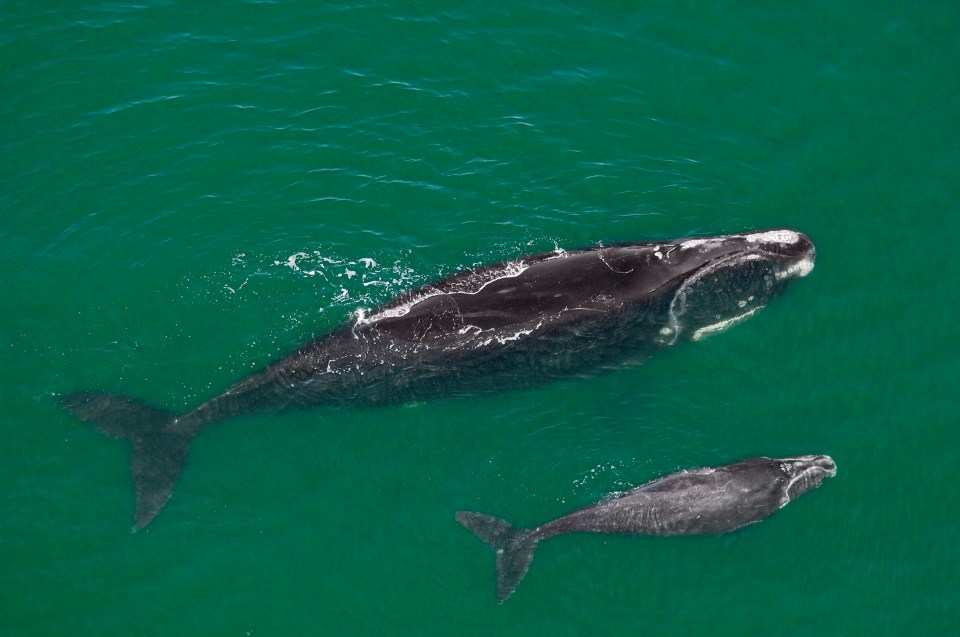 There's only a few hundred North Atlantic right whales in our oceans now