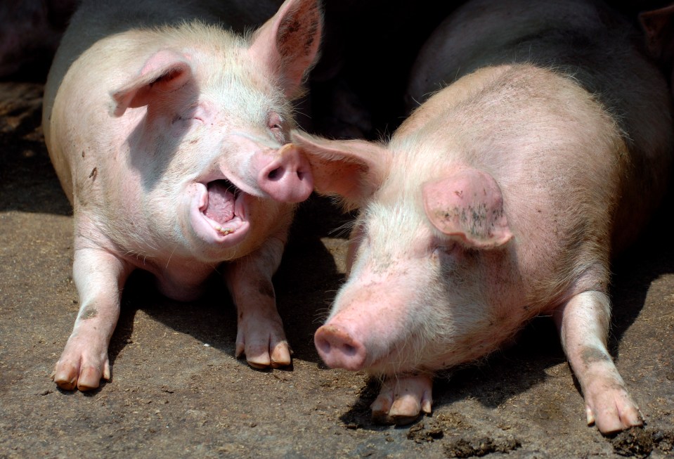 Swine flu was given its name as it’s similar to flu viruses that affect pigs