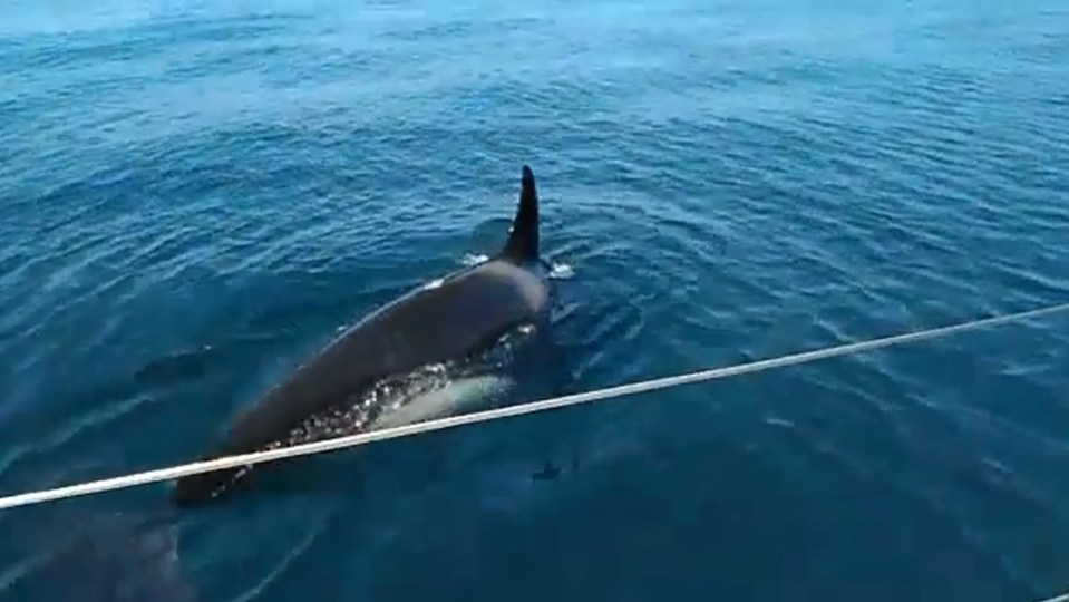 Scientists have been baffled by attacks from killer whales, who are usually peaceful animals