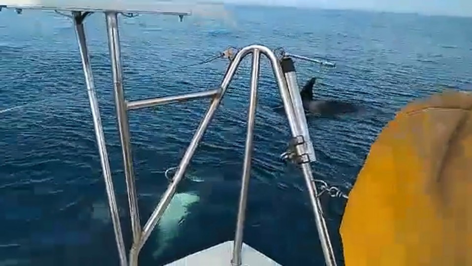 A pod of killer whales circle a boat in what an expert has called a revenge attack