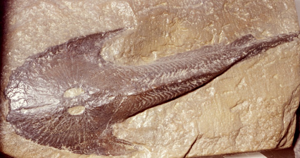 Fossils of the creature date back hundreds of millions of years