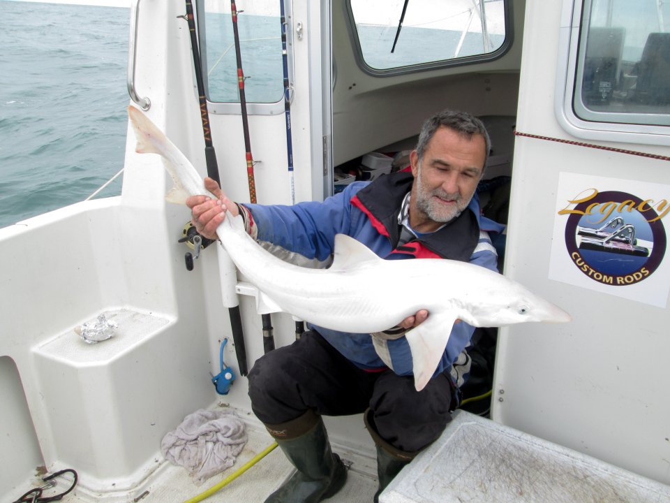 The shark, which measured around 3ft, is leucistic, a genetic condition which means it lost all the pigment in its skin