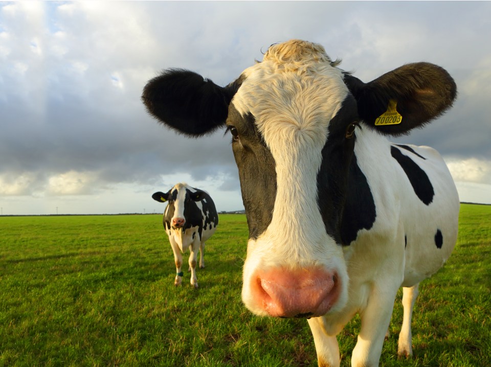 Animal agriculture is a major contributor towards climate change