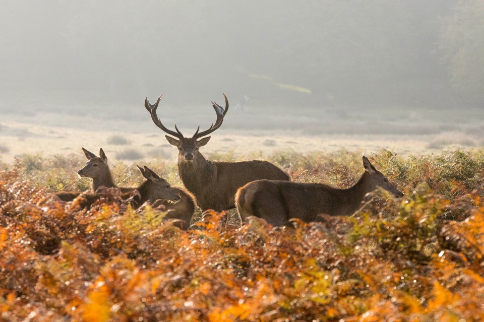 Members of the public are warned to keep away from the wild animals