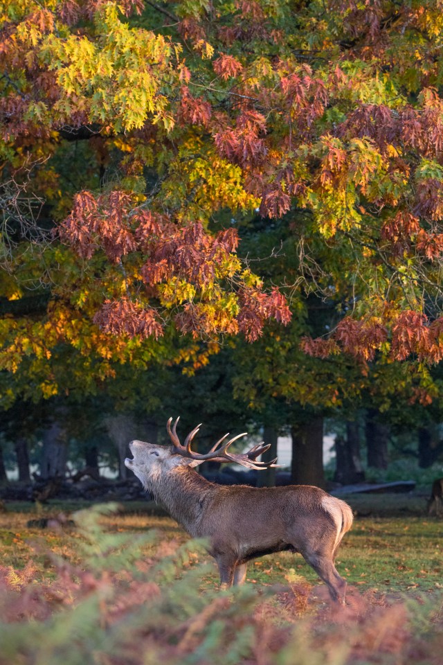 But visitors have been warned to keep away - especially during autumn, which is the rutting season