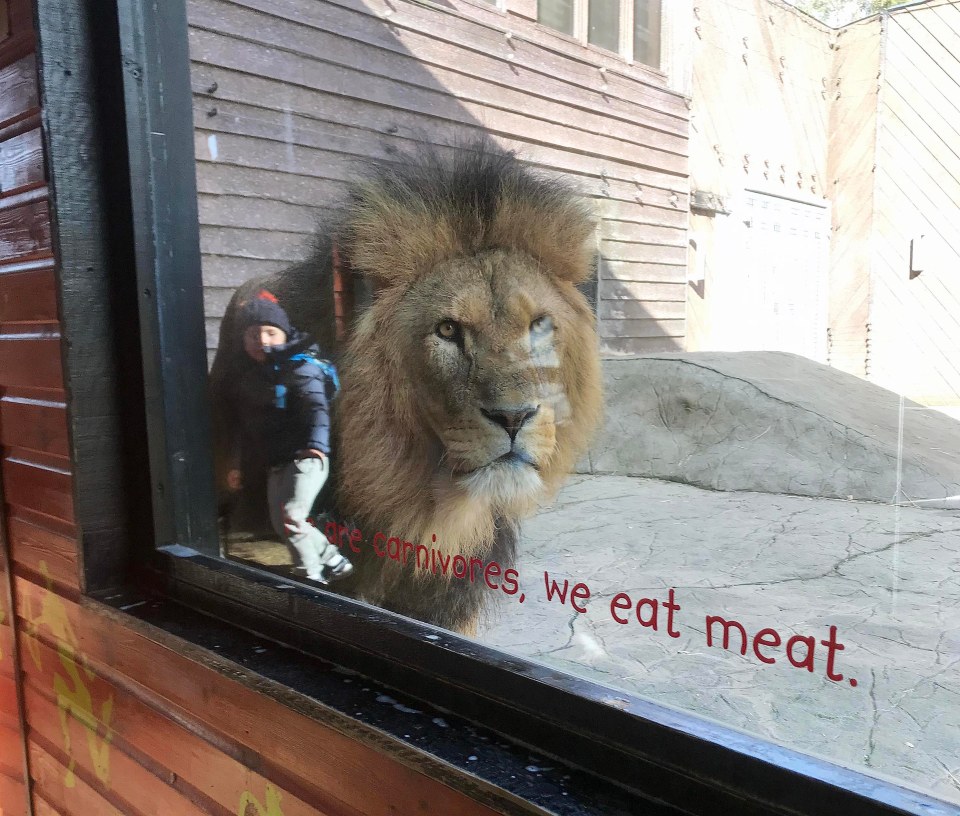 Little Noah's reflection on the glass makes it look like he is in the enclosure with the lion 