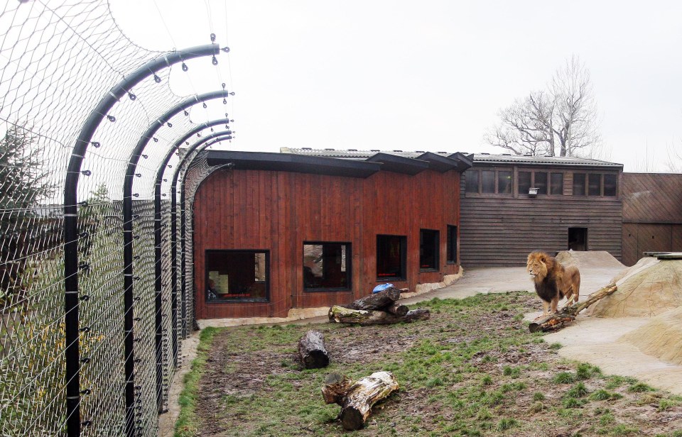 Shanice took the picture when she and Noah were visiting Colchester Zoo in Essex last week