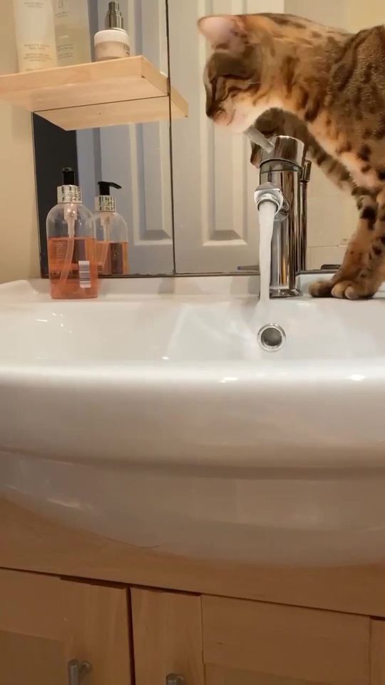 The mischievous moggy learnt how to open the tap