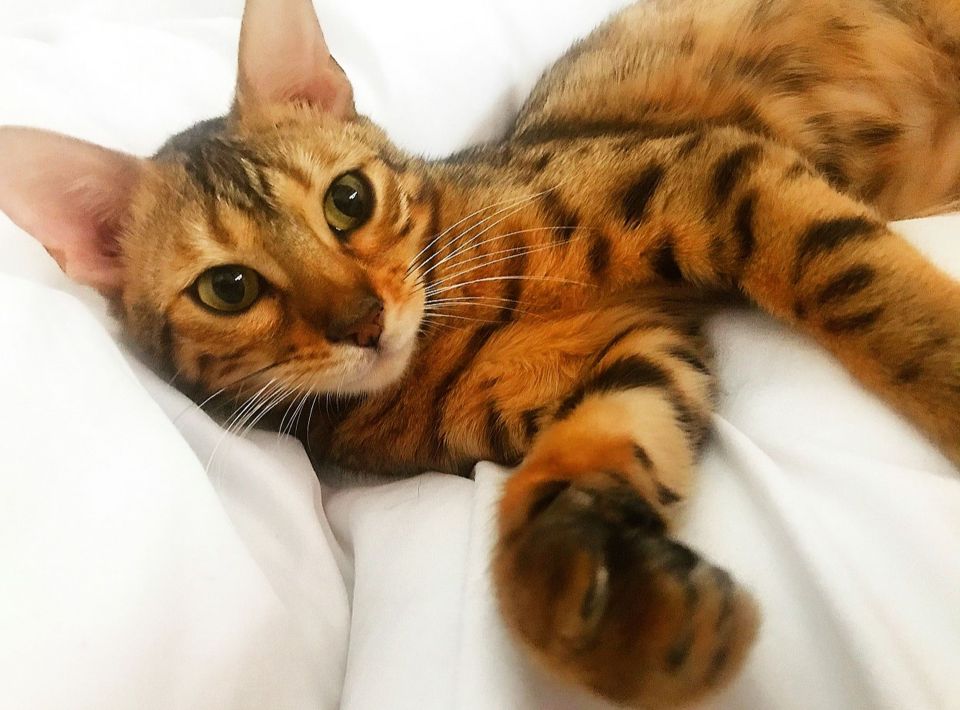 One-year-old Bengal cat Amber was the culprit