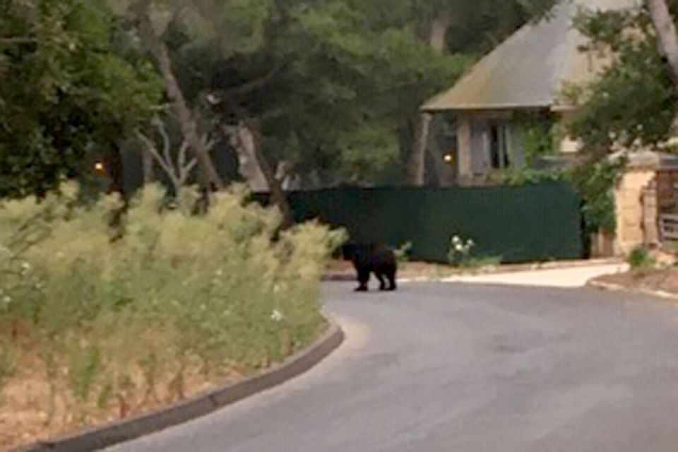 A black bear ambles down East Valley Lane toward the Ennisbrook trail