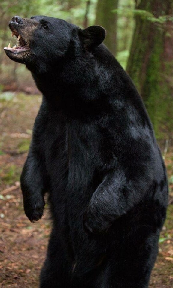 Black bears can weigh up to 39st (stock image)