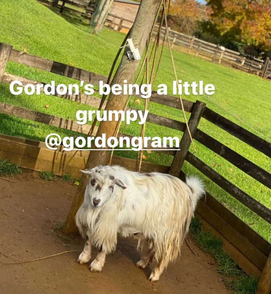 He poked fun at the chef saying the 'grumpy' goat looked a lot like him