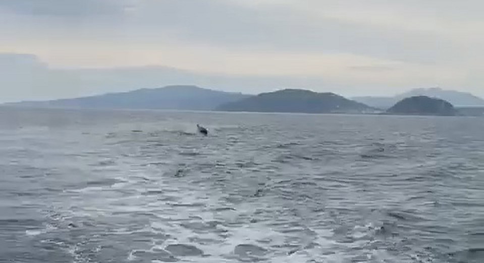 A pod of orcas moving toward a boat in northern Spain