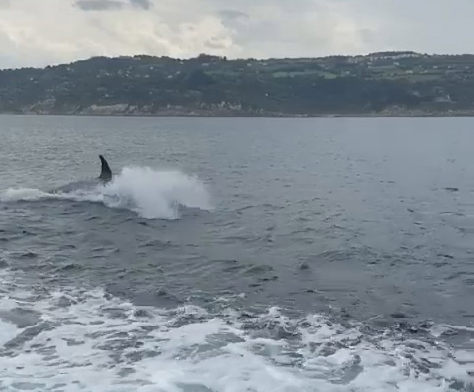 The giant mammals traveled alongside the boat in San Sebastian