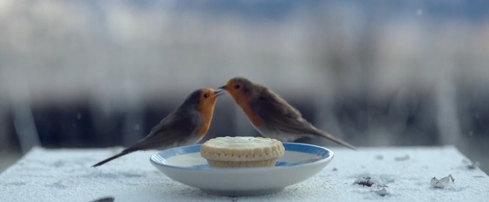 Robins are often associated with Christmas, and these two had a perilous journey one year