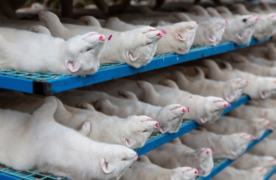 Culled minks on a farm in Denmark placed on mobile shelves before being moved to a refrigeration truck