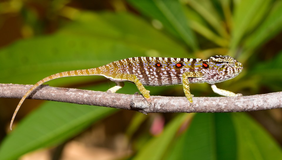 Female Voeltzkow’s chameleons can change colour depending on their moods and the number of red dots on their sides varies by individual