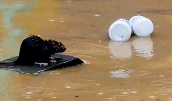 The drenched rat was spotted floating to safety on top of a piece of wood