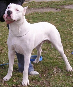 Dogo Argentinos are banned in several countries