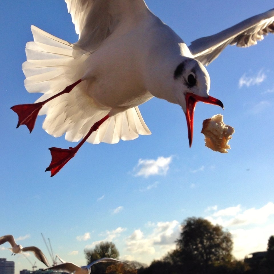 Seagulls have adapted their foraging behaviour to human schedules