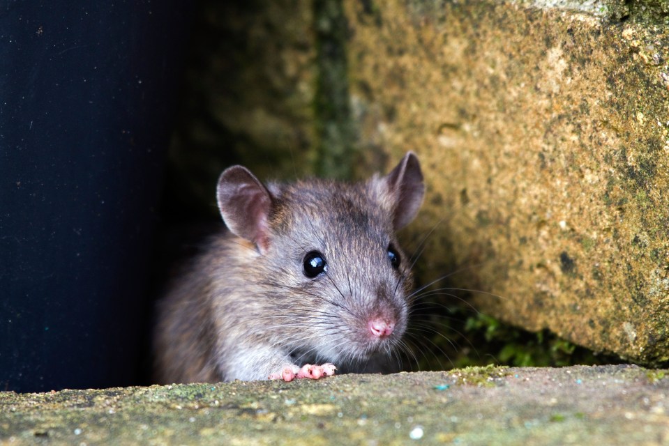 The director of Wiltshire Pest Services said the town is no exception to infestations because of its 'old drain networks'