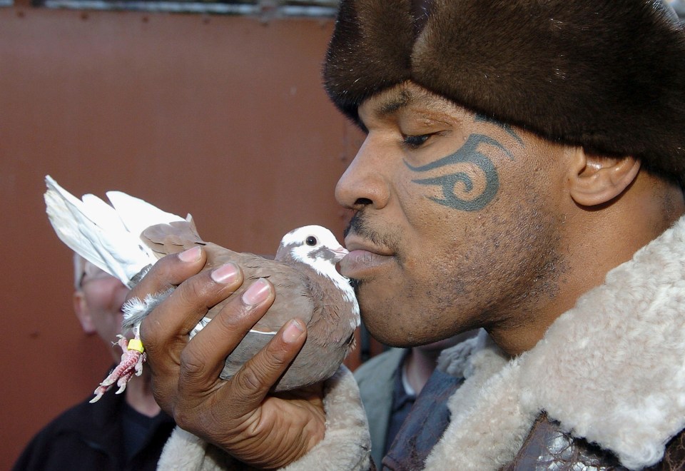 Since he was a small boy Mike Tyson has cared for pigeons