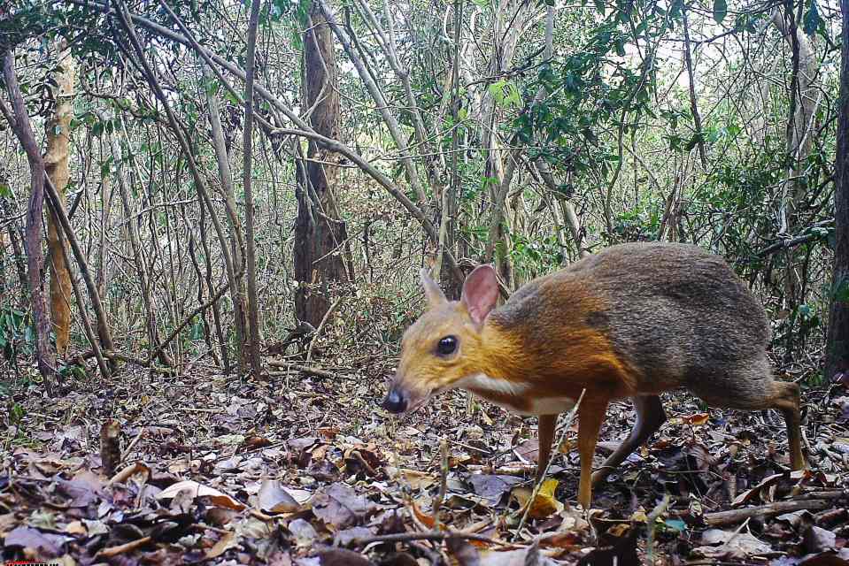 The silver-backed chevrotain appears to creep around on the tips of its tiny hooves