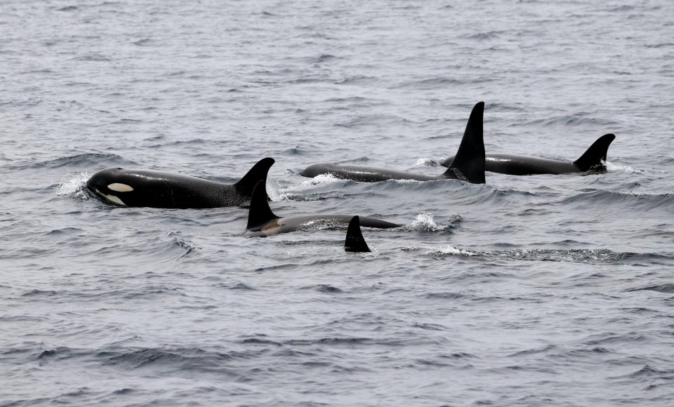 Orcas have been listed as endangered since 2005