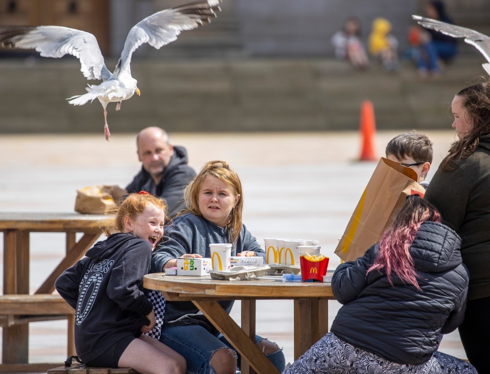 Seagulls are so smart that they have worked out the time of school lunch breaks