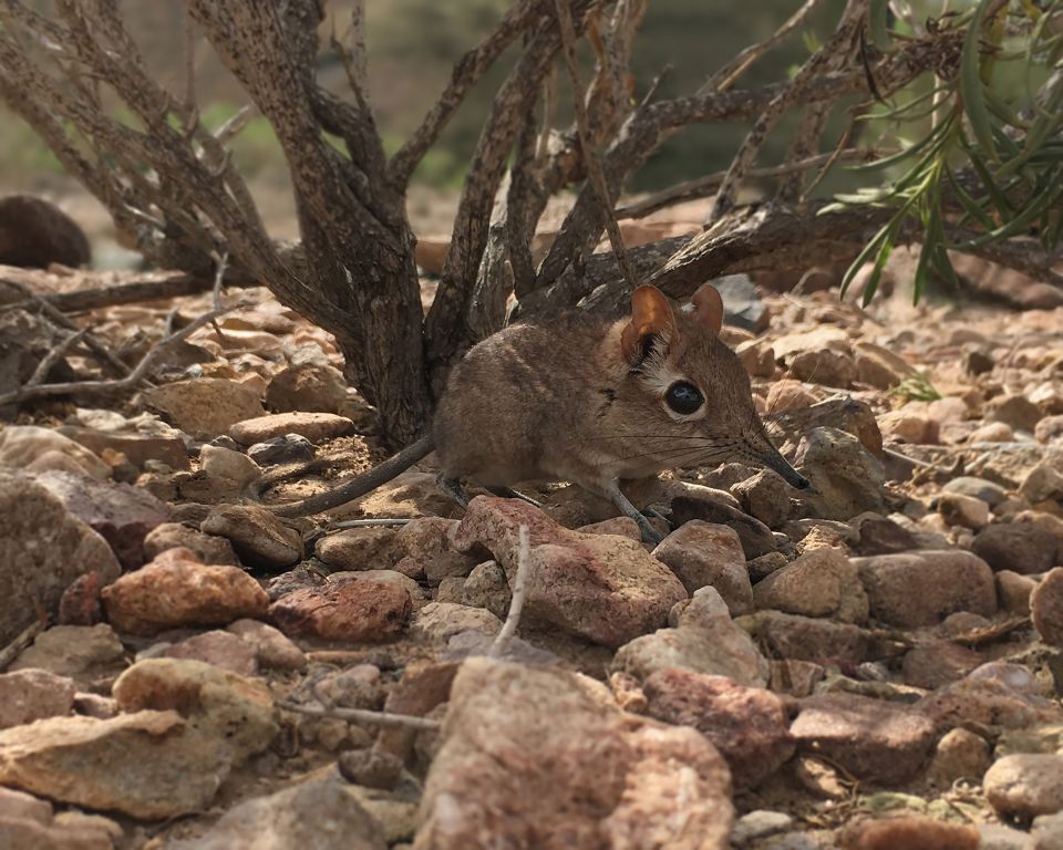 The adorable Somali elephant shrew hadn't been seen since 1968